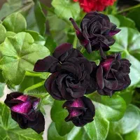 نعنا گلدانی. توت فرنگی. شمعدونی روسی