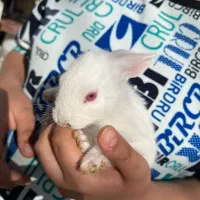 خرگوش خوشکل