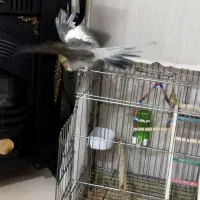 عروس هلندی|پرنده|تهران, شهرک رضویه|دیوار