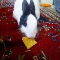 خرگوش خانگی اهلی