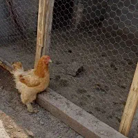 مرغ برهما