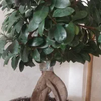 درختچه بنسای|گل و گیاه طبیعی|نسیم‌شهر, |دیوار