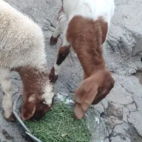 بزغاله ماده|حیوانات مزرعه|ایوان, |دیوار