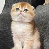 بریتیش اسکاتیش دَبِل فولد ماده