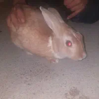 خرگوش