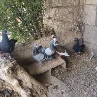 کبوتر پرشی
