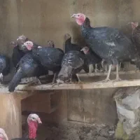 بوقلمون محلی صددر صد ارگانیک|حیوانات مزرعه|مهاباد (آذربایجان غربی), |دیوار