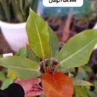 هدیه روز مادر و روز زن