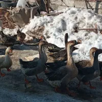 غاز قو وساده ۱۷۰۰|حیوانات مزرعه|اردبیل, |دیوار