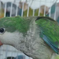 چهار عدد راهب دستی