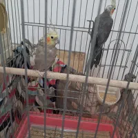 کوتوله و عروس هلندی|پرنده|خمین, |دیوار