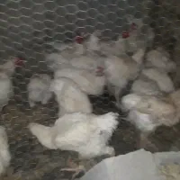 مرغ گوشتی خانگی در گلبهار