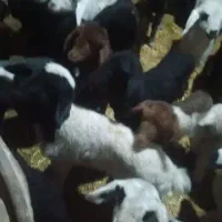 میش زاییده|حیوانات مزرعه|دلیجان, |دیوار