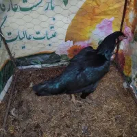 مرغ لاری اصیل|حیوانات مزرعه|بیله سوار, |دیوار