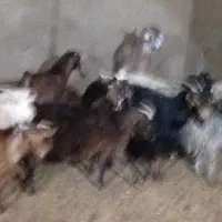 بز و غوریت|حیوانات مزرعه|نیر (یزد), |دیوار