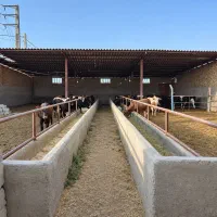 دامداری 1200متر دمزاباد