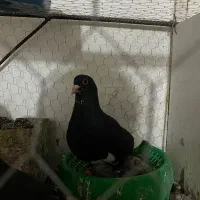 پلنگ رسمی سر مخملی