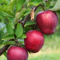 نهال های تضمین شده پر بارده|خدمات باغبانی و درختکاری|قیدار, |دیوار