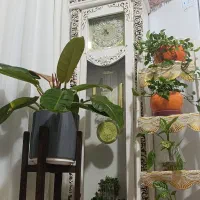 ساعت|ساعت دیواری و تزئینی|کیش, |دیوار