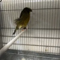 قناری کرست رسمی بلند|پرنده|تهران, خاوران|دیوار