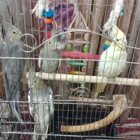 پرنده