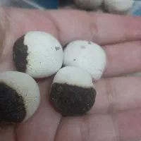 محصولات خراسان جنوبی|خوردنی و آشامیدنی|تهران, دولاب|دیوار