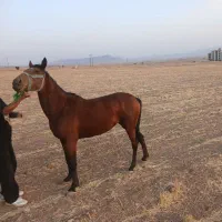 اسب مادیان