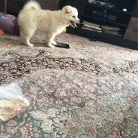 پامر بسیار زیبا