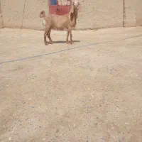 بزمری
