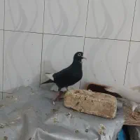 یک جفت قره میناکرمونی اس