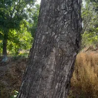 باسلام خدمت عزیزان خریدار چوب هستم بابالاترین قیمت