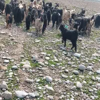 بروبیگ ترکی|حیوانات مزرعه|دزفول, |دیوار