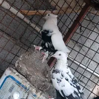 تعداد کبوتر روهمی ...قیمت مناسب|پرنده|بافق, |دیوار