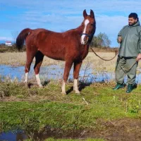 مادیان 5سال پنج نشون