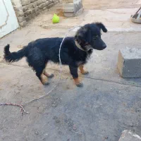 سگ پا کوتاه|سگ|مشهد, تبادکان|دیوار