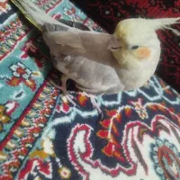 یک عروس هلندی