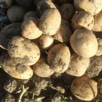 خرید وفروش سیب زمینی|خوردنی و آشامیدنی|بهار, |دیوار