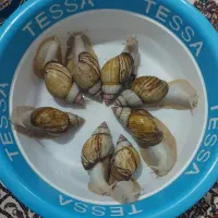 حلزون کلاژن ساز|خزنده|کرج, گلشهر|دیوار