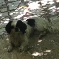 فوری فوری شاه توله پیکینیز|سگ|شهریار, اسدآباد|دیوار