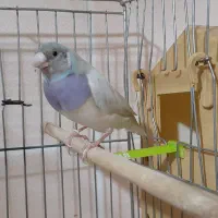 قناری رسمی و جفت گلدین آبی و زرد|پرنده|تبریز, |دیوار