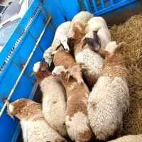 فروش بره نر و ماده|حیوانات مزرعه|اسالم, |دیوار