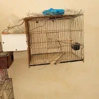 قفس و لونه مرغ عشق و طوطی|لوازم جانبی حیوانات|بابل, |دیوار
