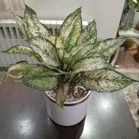 دیفن ،اگلنما نقره ای و برفی،شفلرا،قاشق طلایی،|گل و گیاه طبیعی|تهران, مجیدآباد|دیوار