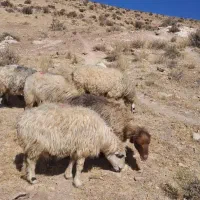 شیشک و میش|حیوانات مزرعه|شیراز, احمدآباد|دیوار