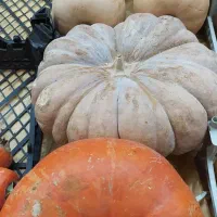 کدو حلوایی|خوردنی و آشامیدنی|مرودشت, فاز دوم شهرک فرهنگیان|دیوار