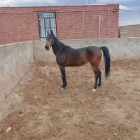 اسب