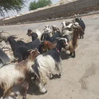 14 تا بز چاق خشک فروشی مسجد سلیمان تلبزان
