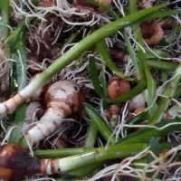 پیاز گل دانه برفی یا زنگوله|گل و گیاه طبیعی|لاهیجان, بازکیاگوراب|دیوار