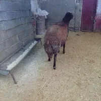 یه قوچ شرارتی