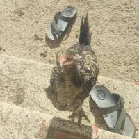 فروش مرغ و خروس لاری|حیوانات مزرعه|شیروان (خراسان), |دیوار